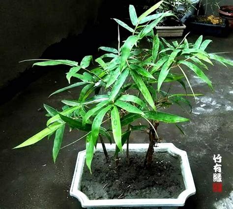 竹子澆水|《竹子養植寶典》，三分鐘幫你搞懂竹子脾氣成為竹專。